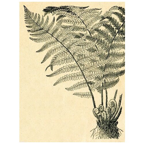 ������ �� ������ �������� (Plant) �5 40��. x 53��. 1800�