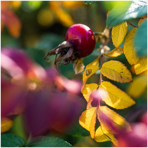 Шиповник морщинистый (лат. Rosa rugosa) семена 22шт 370р