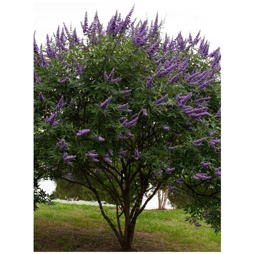    () /  /   / Vitex agnus-castus, 35  360