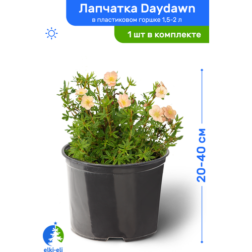 Лапчатка Daydawn (Дэйдаун) 20-40 см в пластиковом горшке 1,5-2 л, саженец, лиственное живое растение 1871р