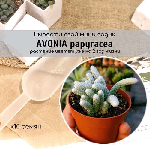 Семена суккулента Агония / Avonia papyracea Красивое растение с чешуей, суккулент с чешуей 360р