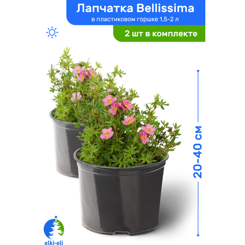 Лапчатка Bellissima (Белисима) 20-40 см в пластиковом горшке 1,5-2 л, саженец, лиственное живое растение, комплект из 2 шт 2780р