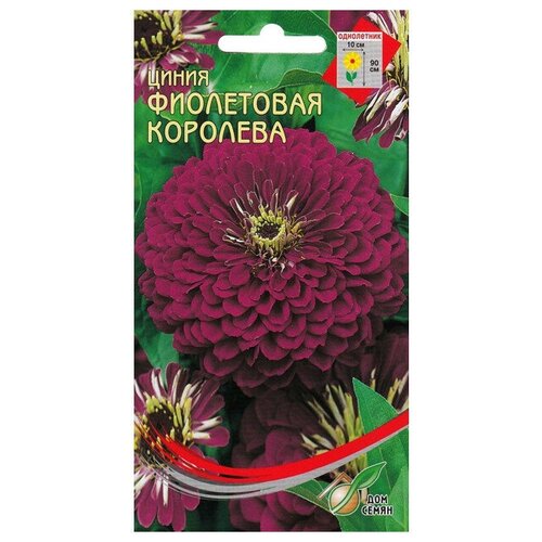 Семена Цинния Фиолетовая королева 35шт для дачи, сада, огорода, теплицы / рассады в домашних условиях 376р