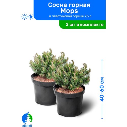 Сосна горная Mops 40-60 см в пластиковом горшке 7,5 л, саженец, хвойное живое растение, комплект из 2 шт 17500р