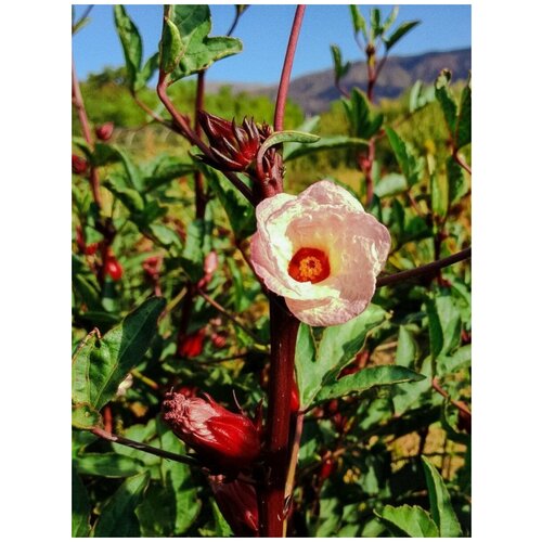 Семена Гибискус Сабдариффа / Суданская роза (каркаде) / Hibiscus sabdariffa, 5 штук 360р