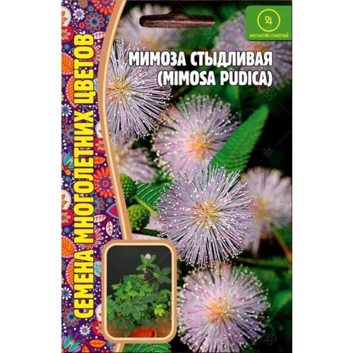    (Mimosa pudica) (20 ) 195