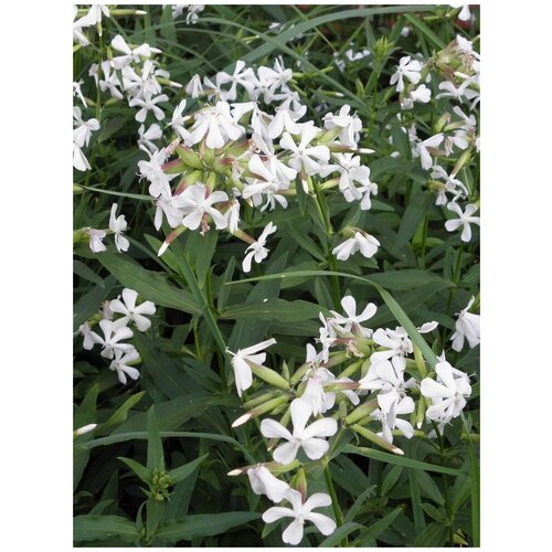    ()   /   / Saponaria officinalis, 40 ,  342   Shop