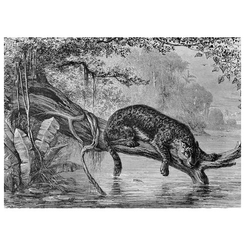 ������ �� ������ ������� (Leopard) �13 69��. x 50��. 2530�