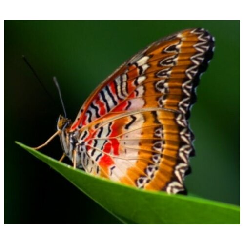      (Butterfly) 7 58. x 50.,  2200   