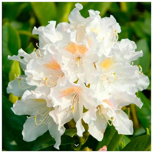    -   (. Rhododendron caucasicum)  10 ,  650  MagicForestSeeds