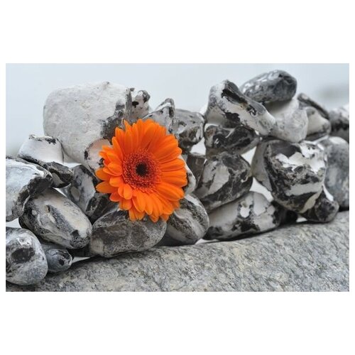 ������ �������� �13 75��. x 50��. 2690�