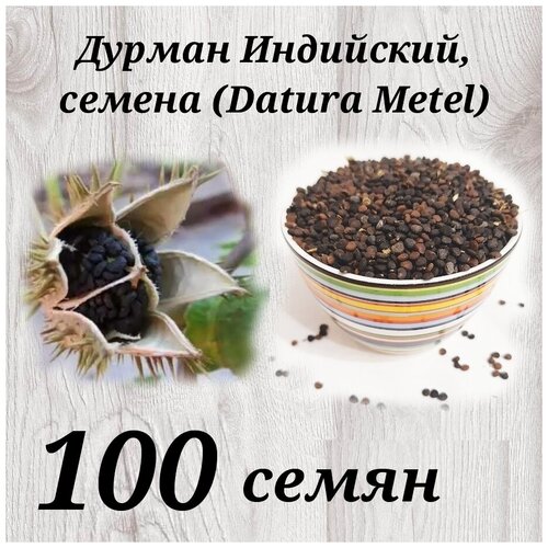   / Datura Metel 100 .  480