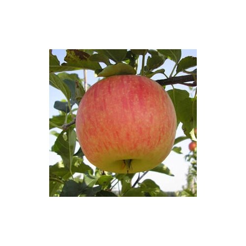 Яблоня Коричное полосатое ( 1-2 года 50-75 см С3,5 ) 1835р