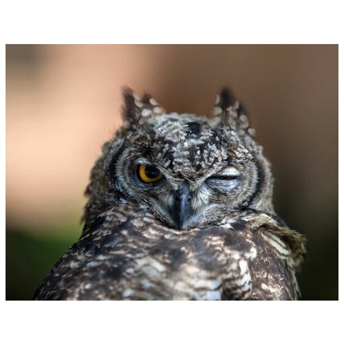      (Owl) 10 39. x 30.,  1210   