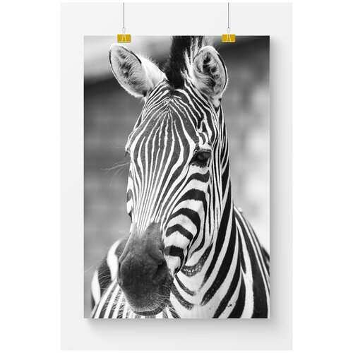 ������ ��� ��������� Postermarkt �����-����� �����, 40�50 ��, � ������ 1169�