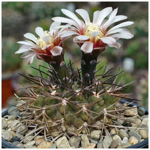     Gymnocalycium piltziorum P-38 10 . 350