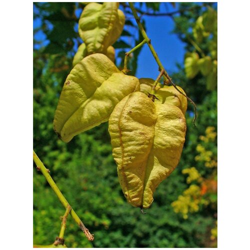 Семена Кёльрейтерия метельчатая / Мыльное дерево / Koelreuteria paniculata, 10 штук 374р