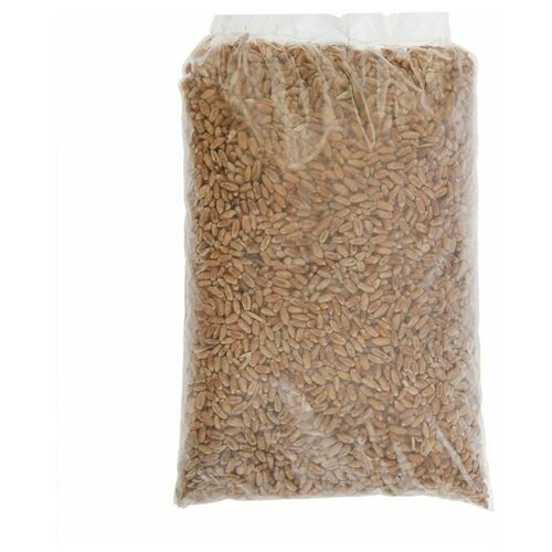 Семена Пшеница, 0,3 кг 296р