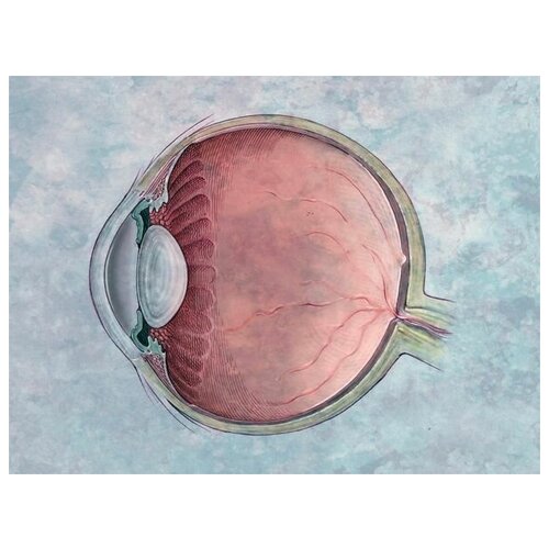       (Eye structure) 2 67. x 50.,  2470   