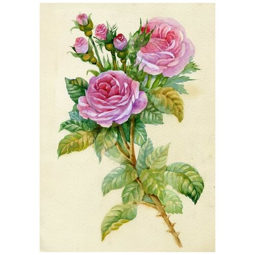      (Roses) 74 30. x 43.,  1290   