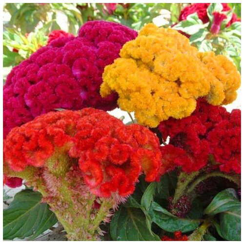    (. Celosia)  30 370