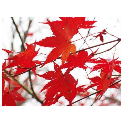 ������ �� ������ ������� ������ (Autumn leaves) �1 53��. x 40��. 1800�
