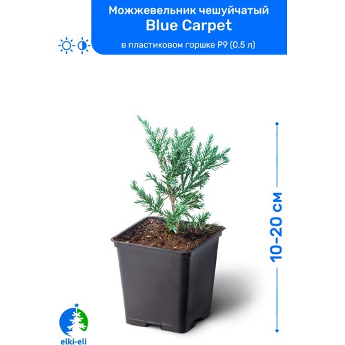 Можжевельник чешуйчатый Blue Carpet (Блю Карпет) 10-20 см в пластиковом горшке P9 (0,5 л), саженец, хвойное живое растение 1195р