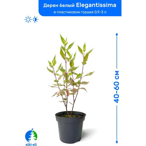 Дерен белый Элегантиссима 40-60 см в пластиковом горшке 1-3 л, саженец, лиственное живое растение 995р