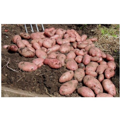 купить Семенной картофель сарпо мира, стоимость 1500 руб жизнь фермера