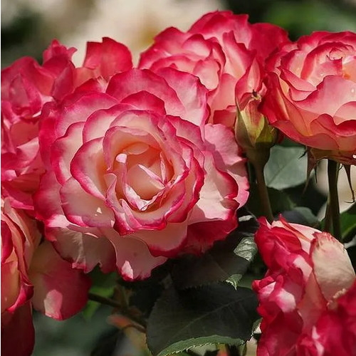 Роза флорибунда Jubile du Prince de Monaco, Саженцы, С3 (3 литра), ЗКС - Кустарники лиственные 1542р