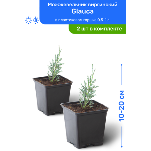 Можжевельник виргинский Glauca 10-20 см в пластиковом горшке 0,5-1 л, саженец, хвойное живое растение, комплект из 2 шт 2190р