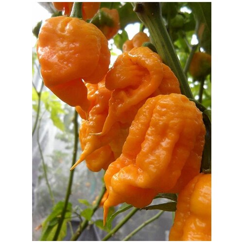 Семена Острый перец 7 pot Primo orange (семь горшков Примо оранжевый), 5 штук 414р