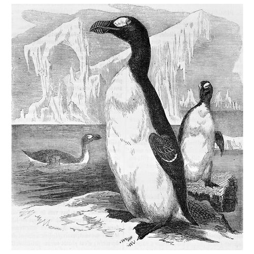 ������ �� ������ �������� (Penguins) �5 30��. x 32��. 1060�
