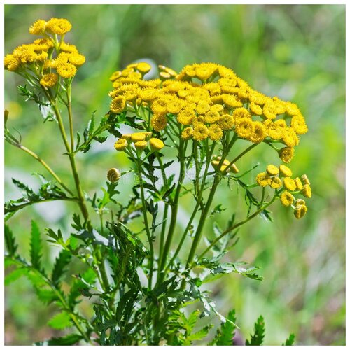    (. Tanacetum vulgare)  500 ,  350  MagicForestSeeds