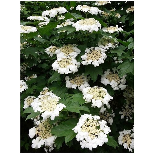     / Viburnum opulus, 165  700