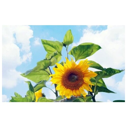      (Sunflower) 4 48. x 30.,  1410   