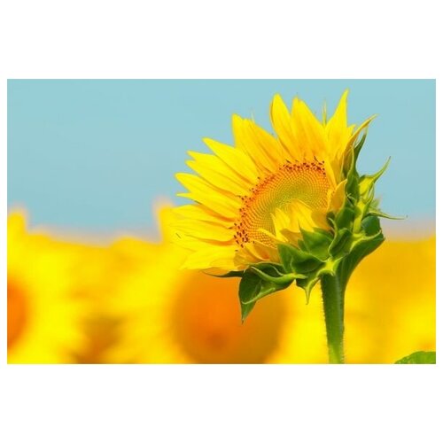 ������ �� ������ ��������� (Sunflower) �8 45��. x 30��. 1340�
