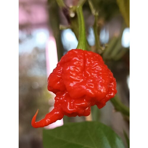 Семена Острый перец Carolina Reaper red (Каролина Рипер красный), 5 штук 380р