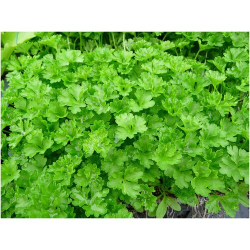    (. Petroselinum Crispum Neapolitanum)  100,  370  MagicForestSeeds