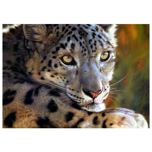 ������ �� ������ ������� (Leopard) �3 71��. x 50��. 2580�