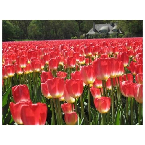     (Tulips) 2 53. x 40. 1800