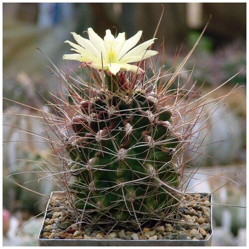     Hamatocactus longihamatus 10 . 350