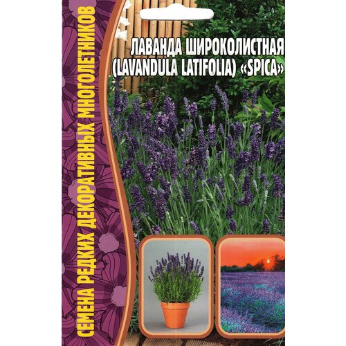   / Lavandula latifolia SPICA,  ( 1 : 30  ) 195
