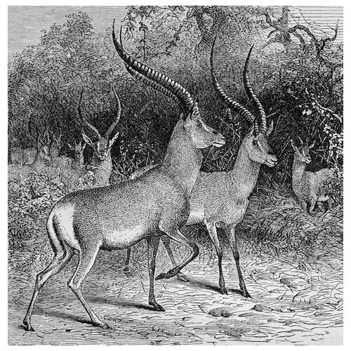 ������ �� ������ �������� (Antelope) �2 40��. x 41��. 1500�