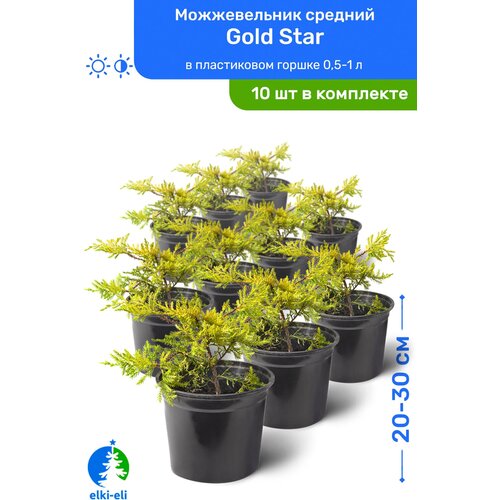 Можжевельник средний Gold Star (Голд Стар) 20-30 см в пластиковом горшке 0,5-1 л, саженец, хвойное живое растение, комплект из 10 шт 9950р