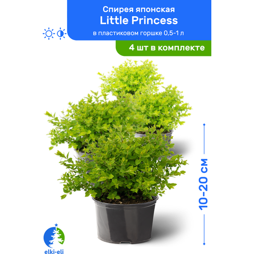 Спирея японская Little Princess (Литтл Принцесс) 10-20 см в пластиковом горшке 0,5-1 л, саженец, лиственное живое растение, комплект из 4 шт 3700р
