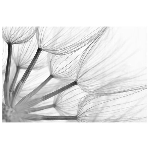      (Dandelion) 7 75. x 50.,  2690   