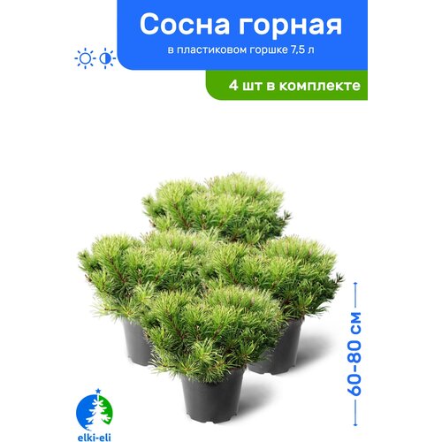 Сосна горная 60-80 см в пластиковом горшке 7,5 л, саженец, хвойное живое растение, комплект из 4 шт 47800р