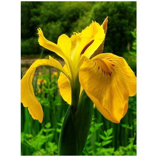 Семена Ирис болотный жёлтый (ложноаировый, касатник) / Iris pseudacorus, 10 штук 360р