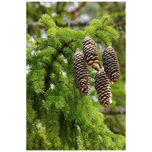    -   (. Picea abies)  100,  420  MagicForestSeeds
